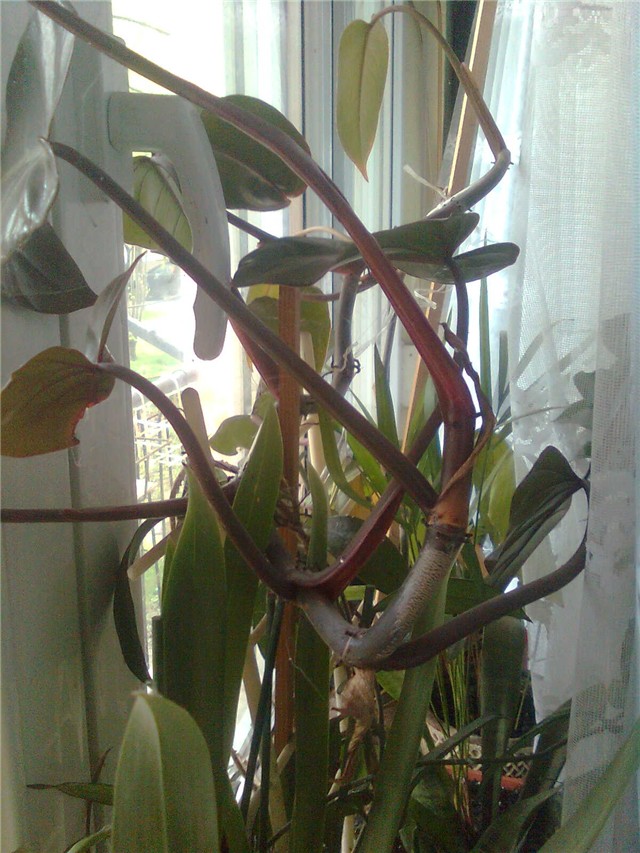 filodendron wandlandi